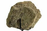 Fossil Triceratops Vertebra Section w/ Metal Stand - South Dakota #363615-2